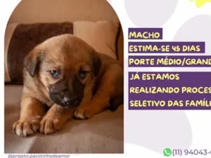 Cachorro raça SRD-ViraLata idade Abaixo de 2 meses nome Genius