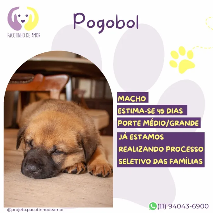 Cachorro raça SRD-ViraLata idade Abaixo de 2 meses nome Pagobol