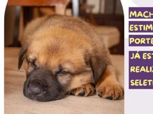 Cachorro raça SRD-ViraLata idade Abaixo de 2 meses nome Pagobol