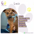 Luck