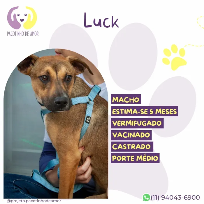 Cachorro raça SRD-ViraLata idade 2 a 6 meses nome Luck