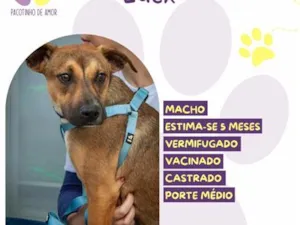 Cachorro raça SRD-ViraLata idade 2 a 6 meses nome Luck
