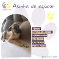 Asinha de açúcar