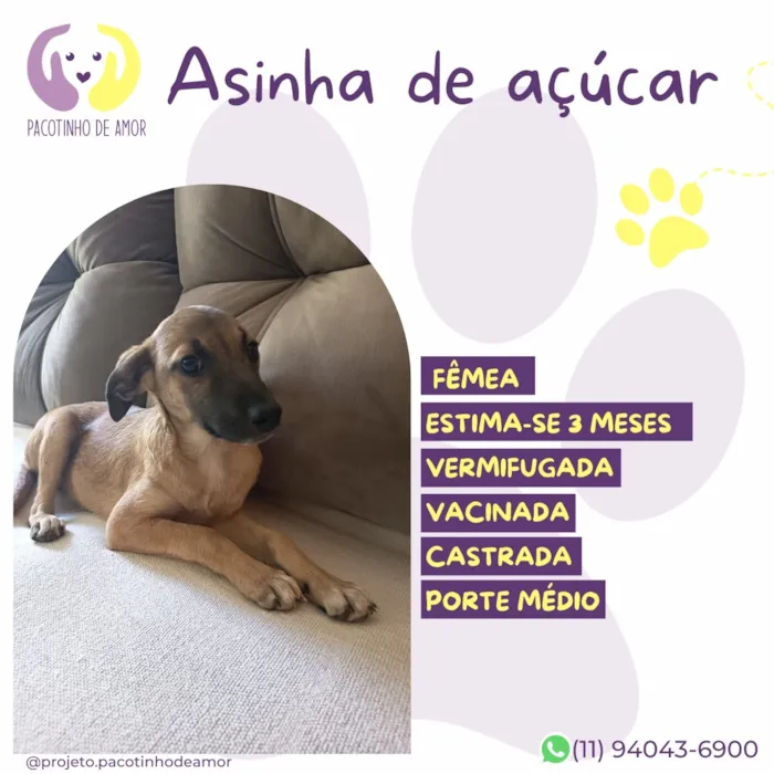 Cachorro raça SRD-ViraLata idade 2 a 6 meses nome Asinha de açúcar