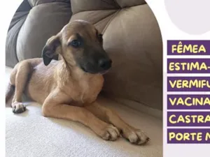 Cachorro raça SRD-ViraLata idade 2 a 6 meses nome Asinha de açúcar