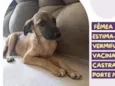 Asinha de açúcar