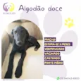 Algodão doce