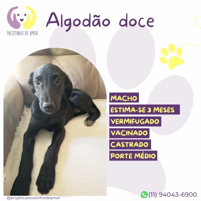 Cachorro raça SRD-ViraLata idade 2 a 6 meses nome Algodão doce