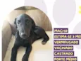 Algodão doce