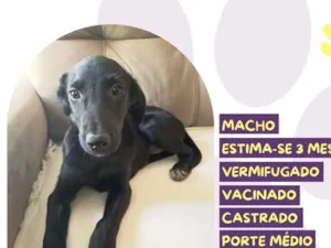Cachorro raça SRD-ViraLata idade 2 a 6 meses nome Algodão doce