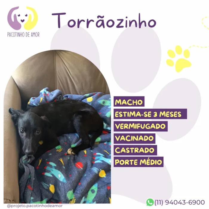 Cachorro raça SRD-ViraLata idade 2 a 6 meses nome Torrãozinho