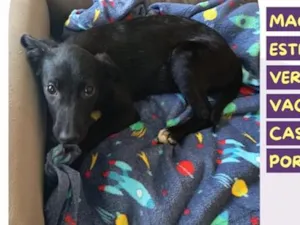 Cachorro raça SRD-ViraLata idade 2 a 6 meses nome Torrãozinho