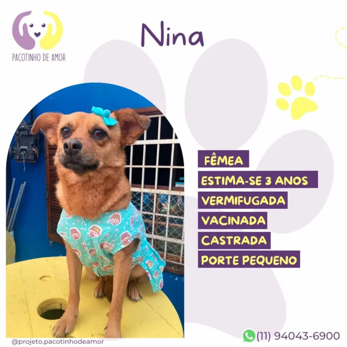 Cachorro raça SRD-ViraLata idade 3 anos nome Nina