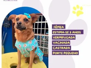 Cachorro raça SRD-ViraLata idade 3 anos nome Nina
