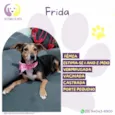 Frida