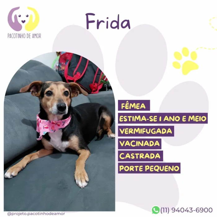 Cachorro raça SRD-ViraLata idade 1 ano nome Frida