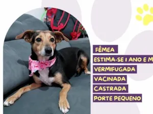 Cachorro raça SRD-ViraLata idade 1 ano nome Frida