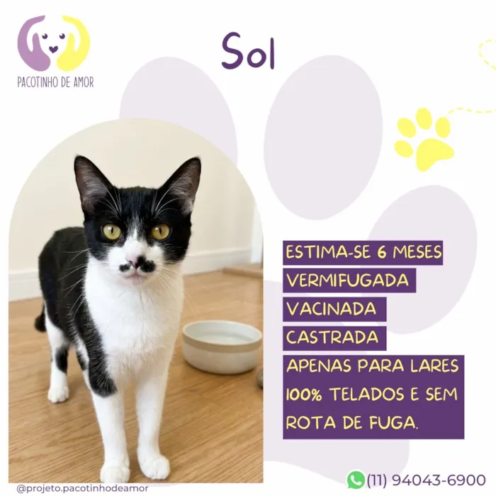 Gato raça SRD-ViraLata idade 2 a 6 meses nome Sol