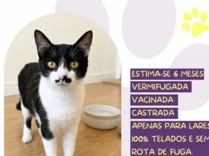 Gato raça SRD-ViraLata idade 2 a 6 meses nome Sol