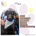 Max