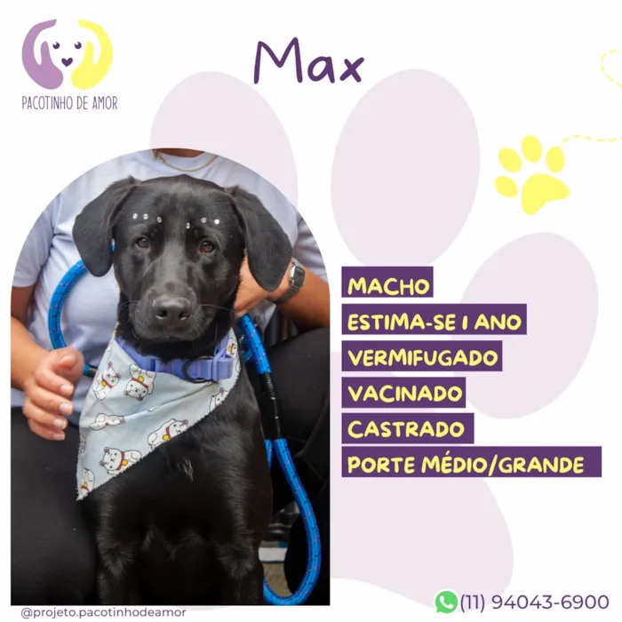 Cachorro raça SRD-ViraLata idade 1 ano nome Max