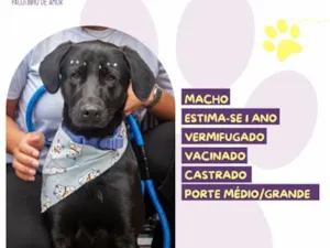 Cachorro raça SRD-ViraLata idade 1 ano nome Max