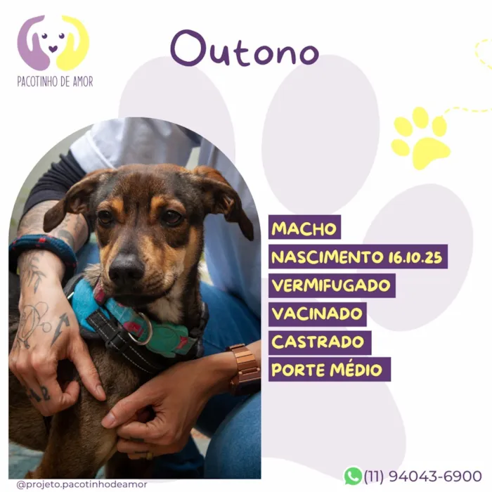 Cachorro raça SRD-ViraLata idade 7 a 11 meses nome Outono