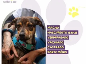 Cachorro raça SRD-ViraLata idade 7 a 11 meses nome Outono