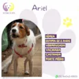 Ariel