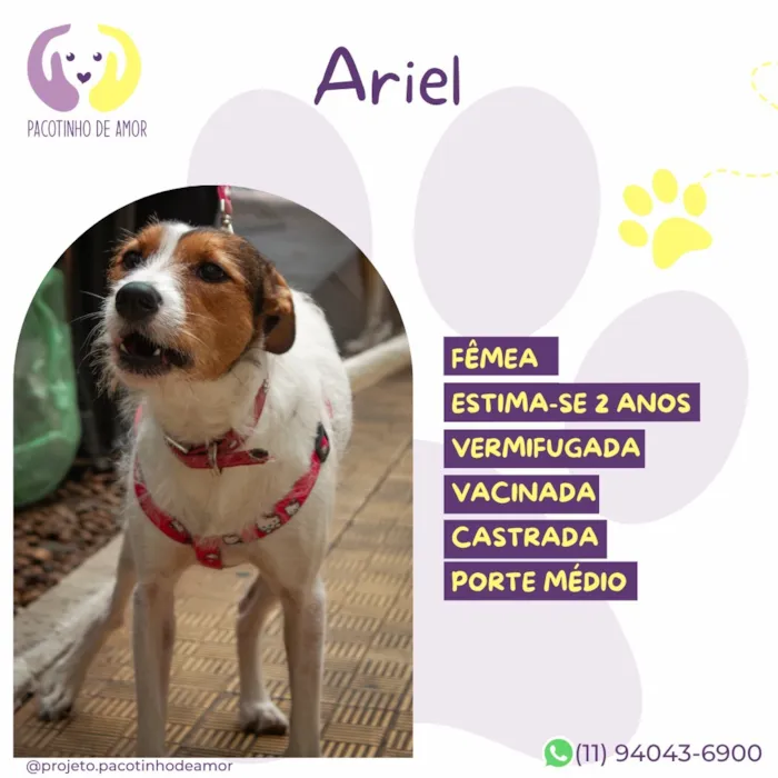 Cachorro raça SRD-ViraLata idade 2 anos nome Ariel