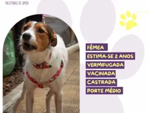 Cachorro raça SRD-ViraLata idade 2 anos nome Ariel