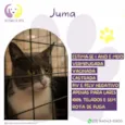 Juma