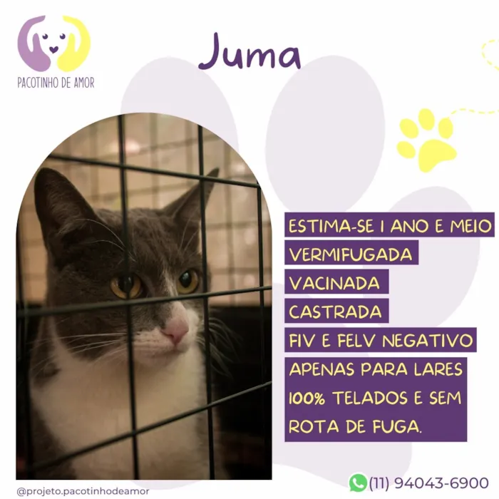 Gato raça SRD-ViraLata idade 1 ano nome Juma