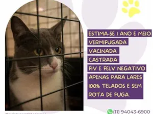 Gato raça SRD-ViraLata idade 1 ano nome Juma