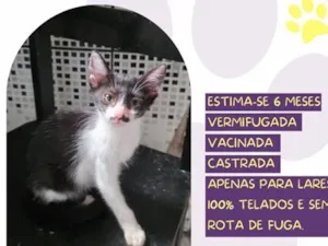 Gato raça SRD-ViraLata idade 2 a 6 meses nome Sol