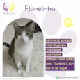 Flanelinha