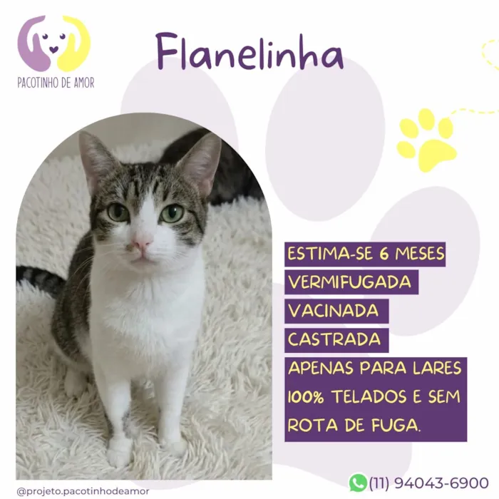 Gato raça SRD-ViraLata idade 2 a 6 meses nome Flanelinha