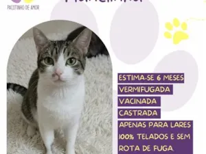 Gato raça SRD-ViraLata idade 2 a 6 meses nome Flanelinha