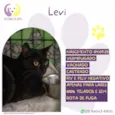 Levi