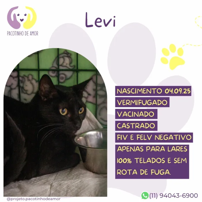 Gato raça SRD-ViraLata idade 7 a 11 meses nome Levi