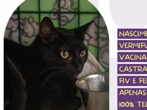Gato raça SRD-ViraLata idade 7 a 11 meses nome Levi