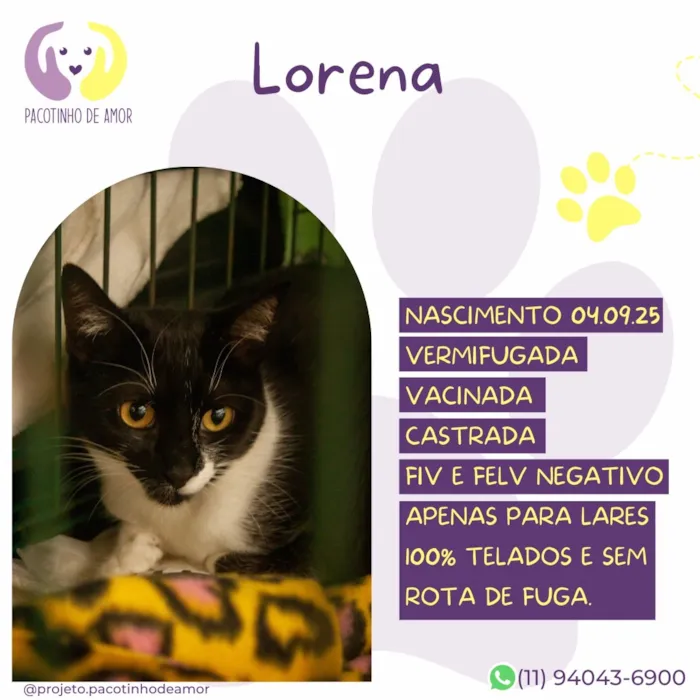 Gato raça SRD-ViraLata idade 7 a 11 meses nome Lorena