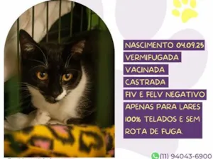 Gato raça SRD-ViraLata idade 7 a 11 meses nome Lorena