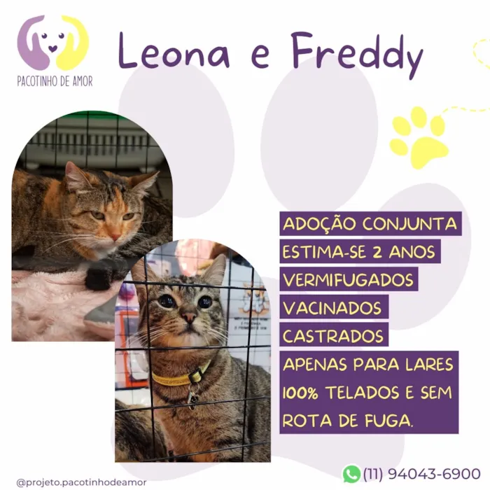 Gato raça SRD-ViraLata idade 2 anos nome Leona e Freddy