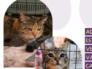 Gato raça SRD-ViraLata idade 2 anos nome Leona e Freddy