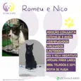 Romeu e Nico