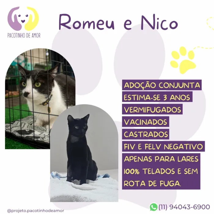 Gato raça SRD-ViraLata idade 3 anos nome Romeu e Nico