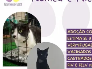Gato raça SRD-ViraLata idade 3 anos nome Romeu e Nico
