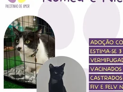 Gato raça SRD-ViraLata idade 3 anos nome Romeu e Nico