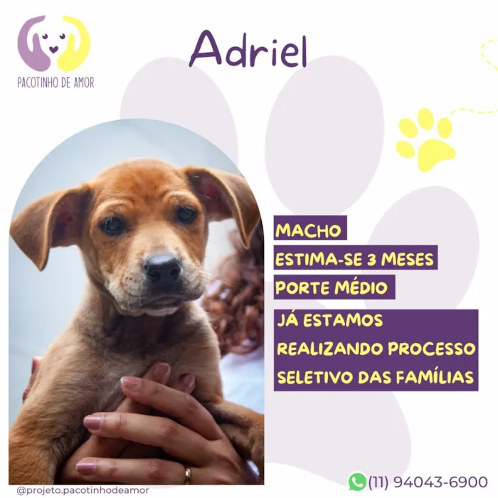 Cachorro raça SRD-ViraLata idade 2 a 6 meses nome Adriel